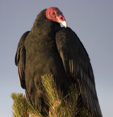 Turkey Vulture 
